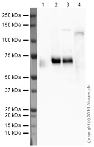 Western blot - Anti-Kv1.2 antibody [K14/16] (AB192758)