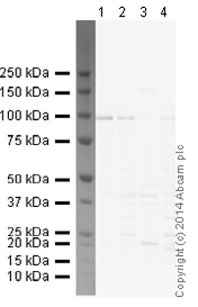 Western blot - Anti-Kv2.1/KCNB1 antibody [K89/34] (AB192761)