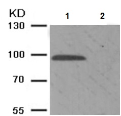 Western blot - Anti-Kv2.1/KCNB1 (phospho S805) antibody (AB194523), expandable thumbnail
