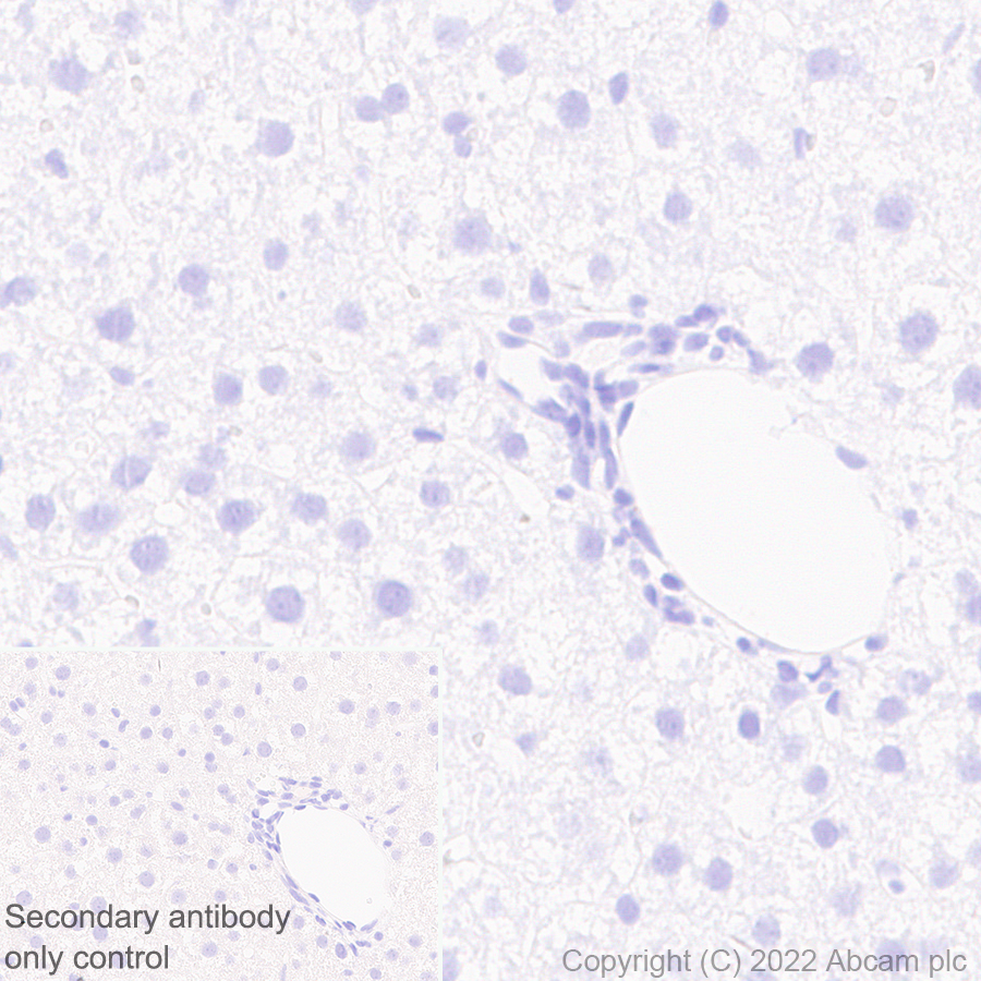 Immunohistochemistry (Formalin/PFA-fixed paraffin-embedded sections) - Anti-Kv4.2/KCND2 antibody [EPR26384-89] (AB307710)