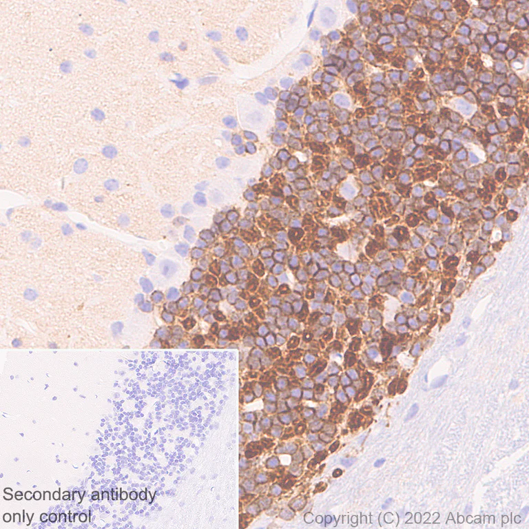 Immunohistochemistry (Formalin/PFA-fixed paraffin-embedded sections) - Anti-Kv4.2/KCND2 antibody [EPR26384-89] - BSA and Azide free (AB307711)