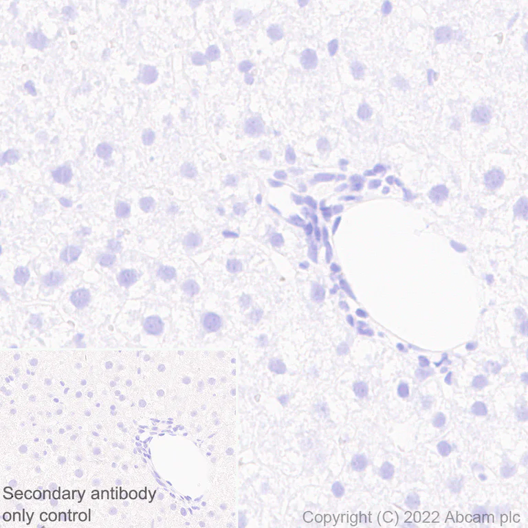 Immunohistochemistry (Formalin/PFA-fixed paraffin-embedded sections) - Anti-Kv4.2/KCND2 antibody [EPR26384-89] - BSA and Azide free (AB307711)