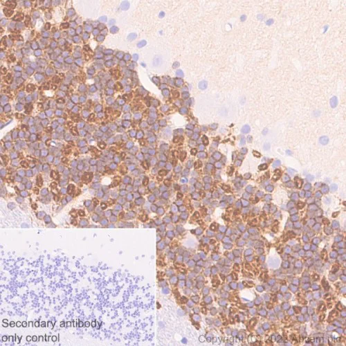 Immunohistochemistry (Formalin/PFA-fixed paraffin-embedded sections) - Anti-Kv4.2/KCND2 antibody [EPR26384-89] - BSA and Azide free (AB307711)