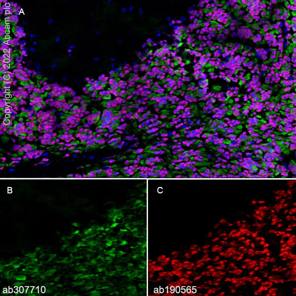 Immunohistochemistry (Frozen sections) - Anti-Kv4.2/KCND2 antibody [EPR26384-89] - BSA and Azide free (AB307711)