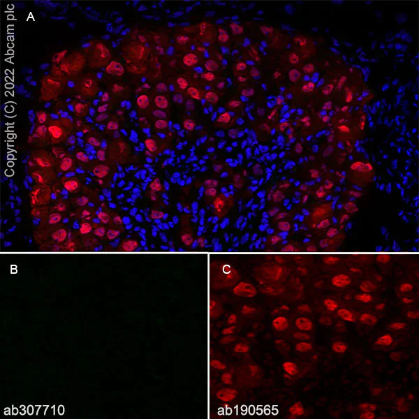 Immunohistochemistry (Frozen sections) - Anti-Kv4.2/KCND2 antibody [EPR26384-89] - BSA and Azide free (AB307711)