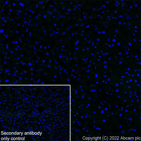Immunohistochemistry (Frozen sections) - Anti-Kv4.2/KCND2 antibody [EPR26384-89] - BSA and Azide free (AB307711)