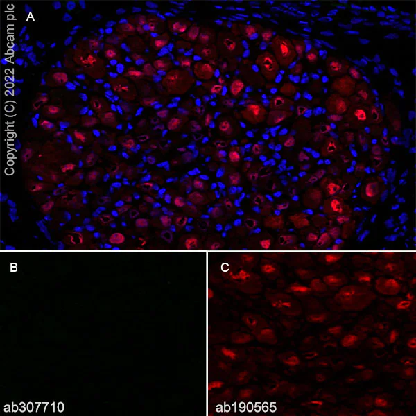 Immunohistochemistry (Frozen sections) - Anti-Kv4.2/KCND2 antibody [EPR26384-89] - BSA and Azide free (AB307711)