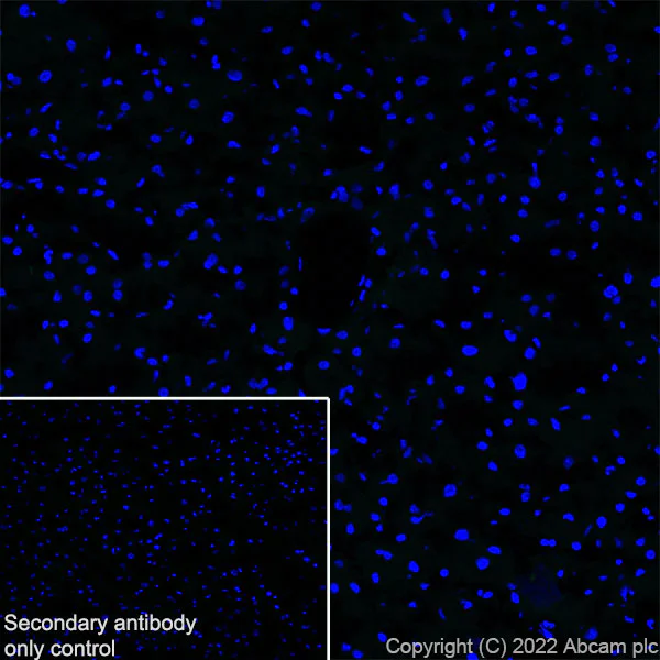 Immunohistochemistry (Frozen sections) - Anti-Kv4.2/KCND2 antibody [EPR26384-89] - BSA and Azide free (AB307711)