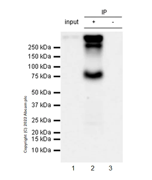 Immunoprecipitation - Anti-Kv4.2/KCND2 antibody [EPR26384-89] - BSA and Azide free (AB307711)
