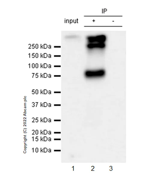 Immunoprecipitation - Anti-Kv4.2/KCND2 antibody [EPR26384-89] - BSA and Azide free (AB307711)