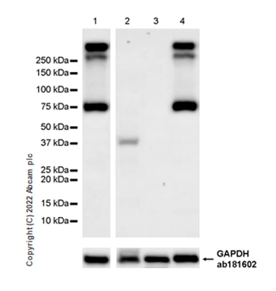 Western blot - Anti-Kv4.2/KCND2 antibody [EPR26384-89] - BSA and Azide free (AB307711)