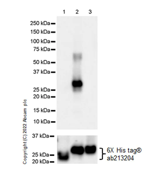 Western blot - Anti-Kv4.2/KCND2 antibody [EPR26384-89] - BSA and Azide free (AB307711)