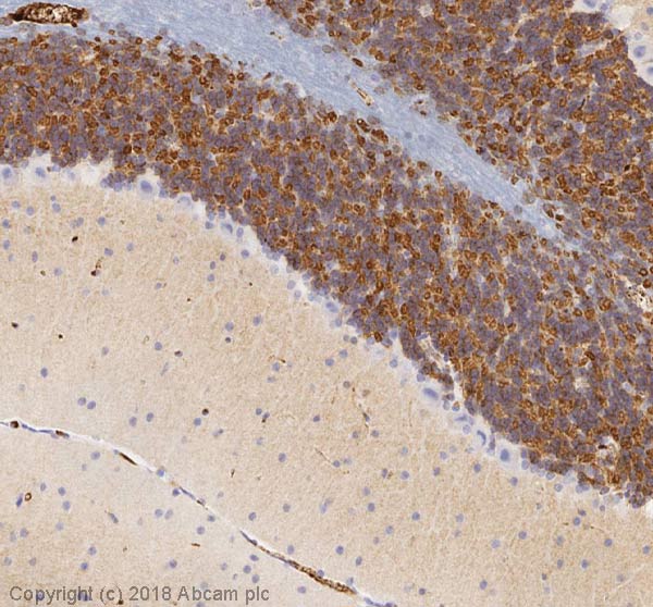 Immunohistochemistry (Formalin/PFA-fixed paraffin-embedded sections) - Anti-Kv4.2/KCND2 antibody [K57/1] (AB192762), expandable thumbnail