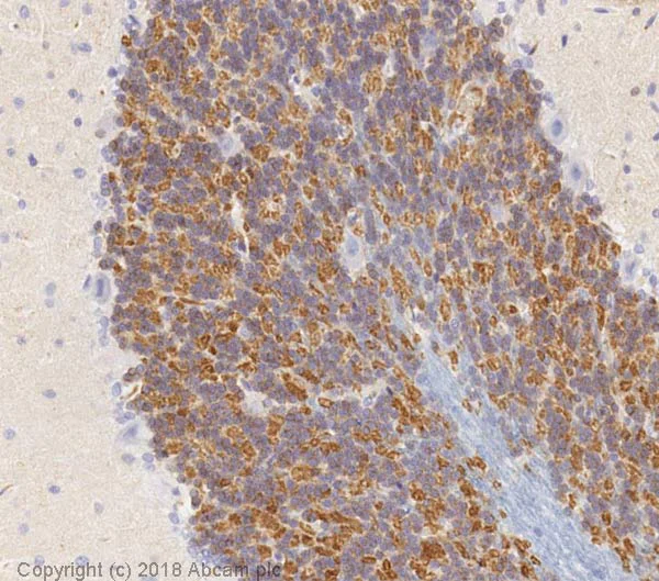 Immunohistochemistry (Formalin/PFA-fixed paraffin-embedded sections) - Anti-Kv4.2/KCND2 antibody [K57/1] (AB192762)