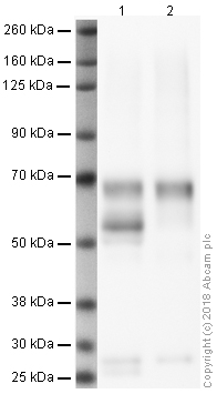 Western blot - Anti-Kv4.2/KCND2 antibody [K57/1] (AB192762), expandable thumbnail