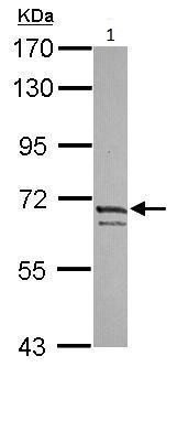 Western blot - Anti-Kv4.3/KCND3 antibody - C-terminal (AB228944)
