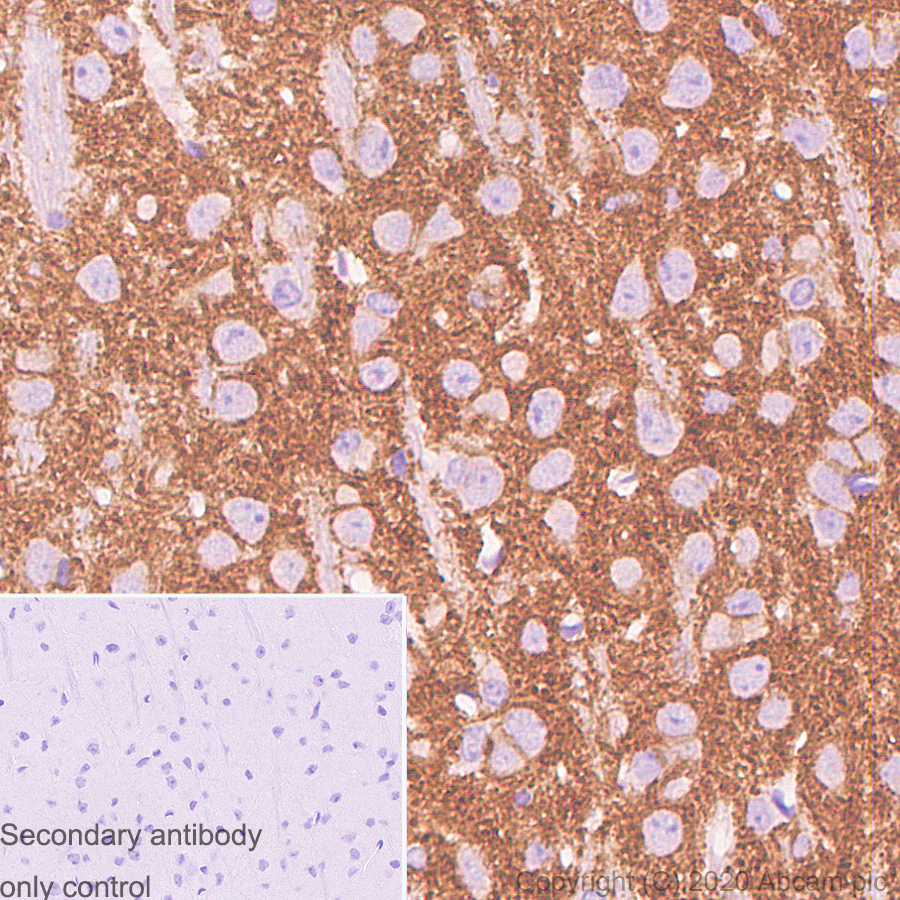 Immunohistochemistry (Formalin/PFA-fixed paraffin-embedded sections) - Anti-Kv4.3/KCND3 antibody [K75/41] - BSA and Azide free (AB254279)