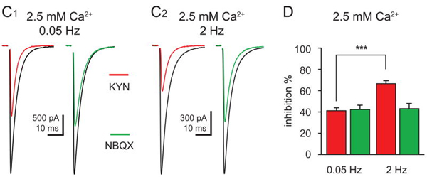 Functional Studies - Kynurenic acid, endogenous ionotropic / nicotinic antagonist (AB120064), expandable thumbnail