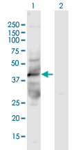 Western blot - Anti-kynurenine 3-monooxygenase antibody (AB167274), expandable thumbnail