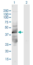 Western blot - Anti-kynurenine 3-monooxygenase antibody (AB167274)