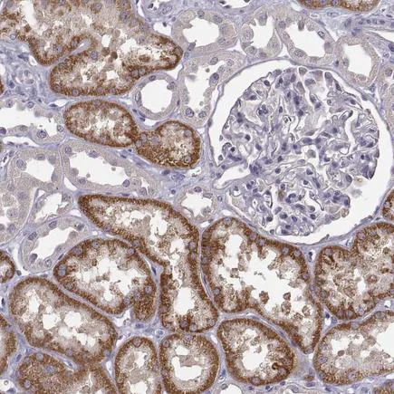 Immunohistochemistry (Formalin/PFA-fixed paraffin-embedded sections) - Anti-kynurenine 3-monooxygenase antibody (AB220922)