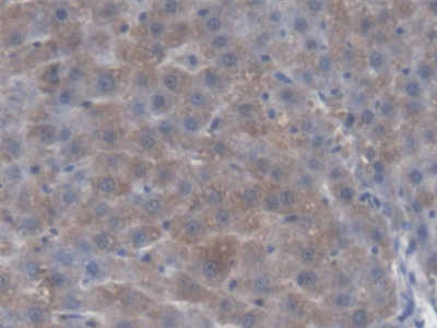 Immunohistochemistry (Formalin/PFA-fixed paraffin-embedded sections) - Anti-kynurenine 3-monooxygenase antibody (AB233529)