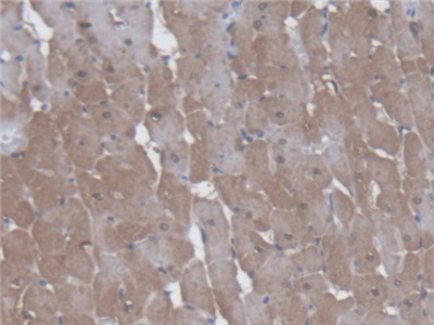 Immunohistochemistry (Formalin/PFA-fixed paraffin-embedded sections) - Anti-kynurenine 3-monooxygenase antibody (AB233529)