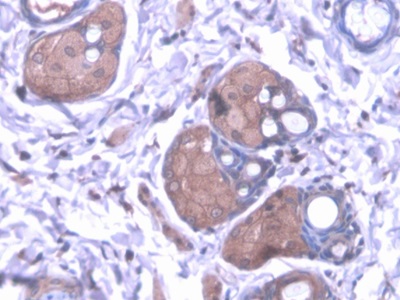 Immunohistochemistry (Formalin/PFA-fixed paraffin-embedded sections) - Anti-kynurenine 3-monooxygenase antibody (AB233529)