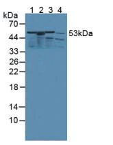 Western blot - Anti-kynurenine 3-monooxygenase antibody (AB233529)