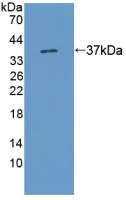 Western blot - Anti-kynurenine 3-monooxygenase antibody (AB233529)