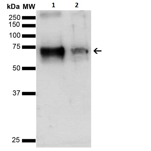 Western blot - L-Citrulline BSA Conjugate (AB245920)