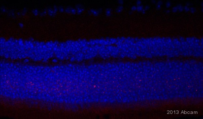 Immunohistochemistry (Frozen sections) - Anti-L Glutamate antibody (AB9440), expandable thumbnail