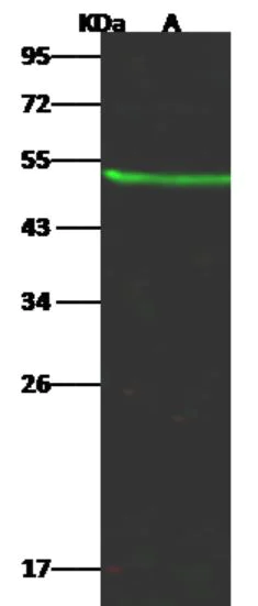 Western blot - Anti-L-Kynurenine Hydrolase antibody [062] - BSA and Azide free (AB276053)
