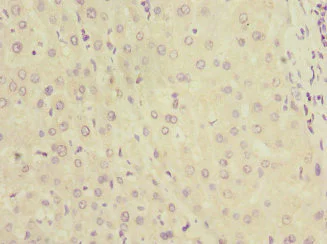 Immunohistochemistry (Formalin/PFA-fixed paraffin-embedded sections) - Anti-L-Kynurenine Hydrolase antibody (AB225916)