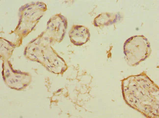 Immunohistochemistry (Formalin/PFA-fixed paraffin-embedded sections) - Anti-L-Kynurenine Hydrolase antibody (AB225916)