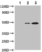 Immunoprecipitation - Anti-L-Kynurenine Hydrolase antibody (AB225916)