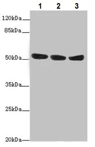 Western blot - Anti-L-Kynurenine Hydrolase antibody (AB225916)