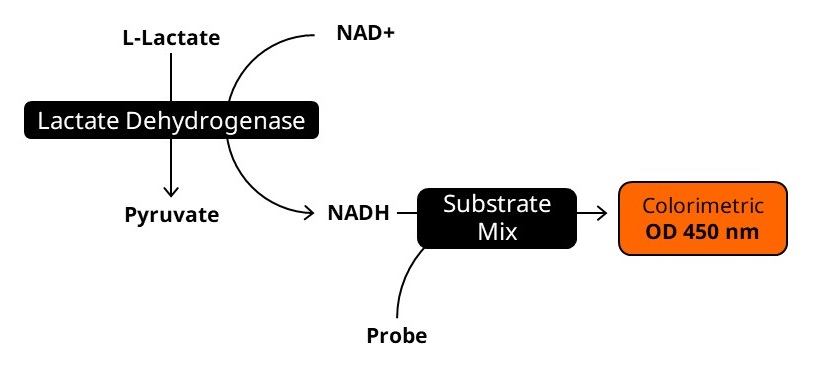 Biochemical assay - L-Lactate Assay Kit (Colorimetric) (ab65331), expandable thumbnail