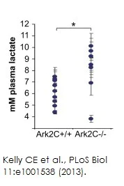 Functional Studies - L-Lactate Assay Kit (Colorimetric) (AB65331)