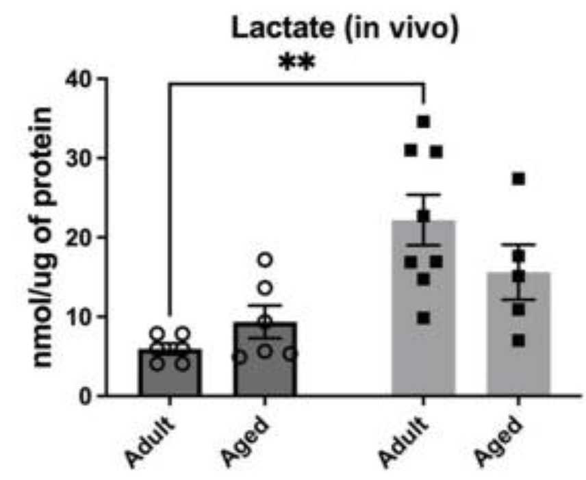 Biochemical assay - L-Lactate Assay Kit (Colorimetric/Fluorometric) (ab65330), expandable thumbnail
