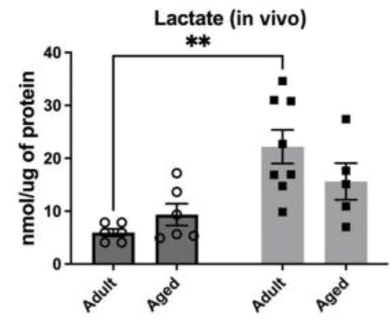 Biochemical assay - L-Lactate Assay Kit (Colorimetric/Fluorometric) (AB65330)