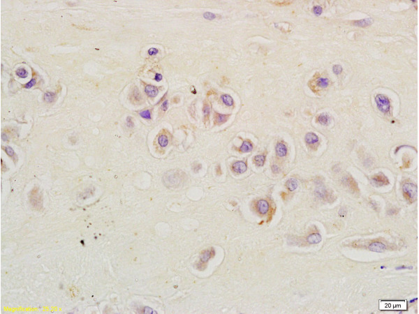 Immunohistochemistry (Formalin/PFA-fixed paraffin-embedded sections) - Anti-L12 antibody (AB202978)