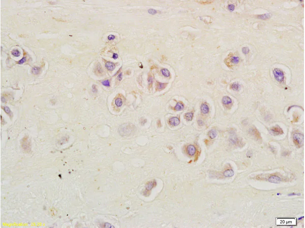 Immunohistochemistry (Formalin/PFA-fixed paraffin-embedded sections) - Anti-L12 antibody (AB202978)