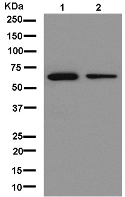 Western blot - Anti-L12 antibody [EPR13241] (AB181100)