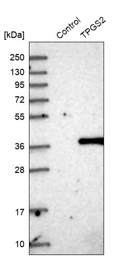 Western blot - Anti-L17 antibody (AB254850)