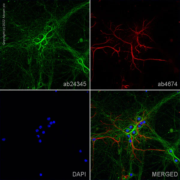 Immunocytochemistry - Anti-L1CAM antibody [2C2] - BSA and Azide free (AB264526)