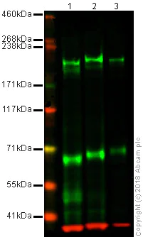 Western blot - Anti-L1CAM antibody [2C2] - BSA and Azide free (AB264526)