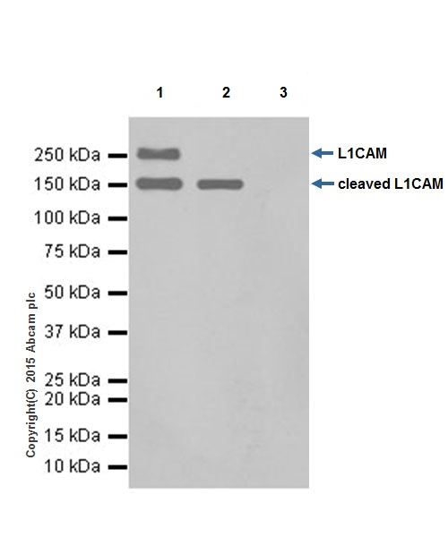 Immunoprecipitation - Anti-L1CAM antibody [EPR18750] (ab208155), expandable thumbnail