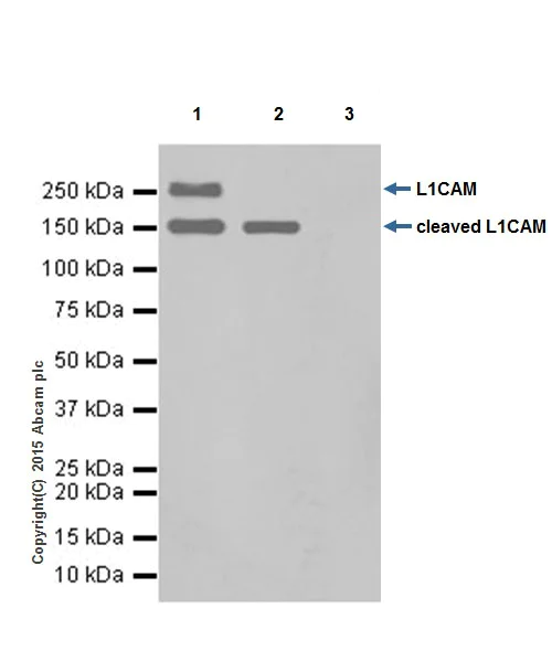 Immunoprecipitation - Anti-L1CAM antibody [EPR18750] - BSA and Azide free (AB271982)