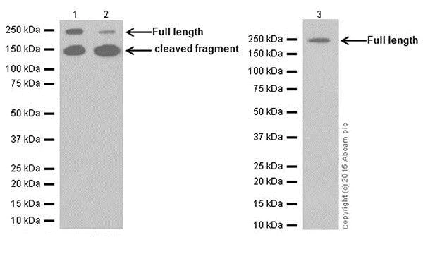 Western blot - Anti-L1CAM antibody [EPR18750] - BSA and Azide free (AB271982)
